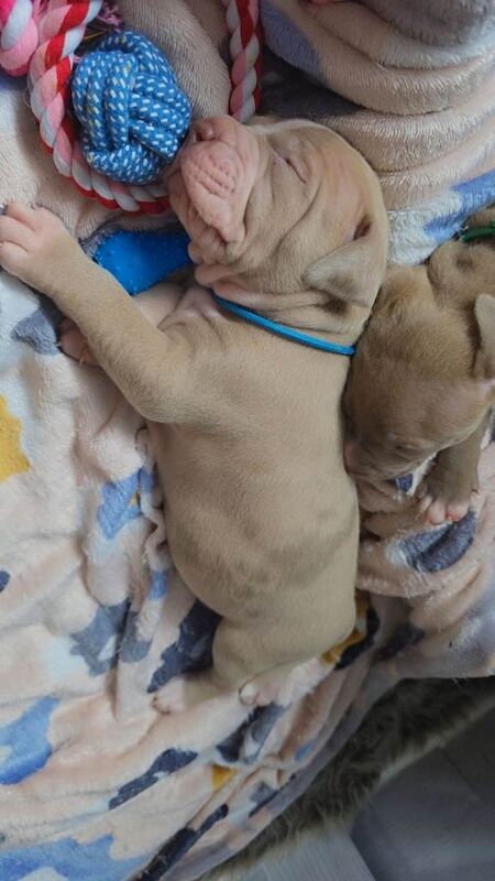 Puppies - Image 4 of 4