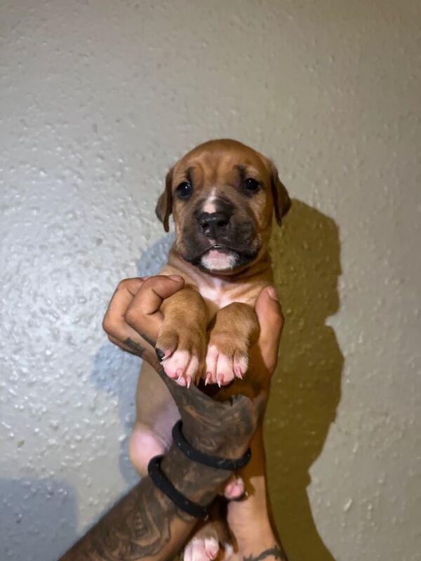 Puppies for sale - Image 2 of 6