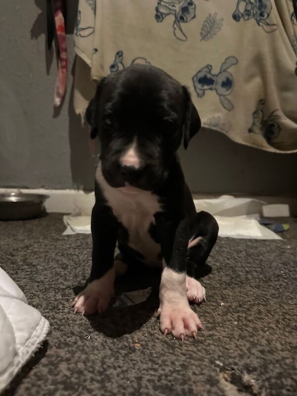Puppies for sale - Image 3 of 6