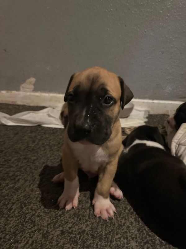 Puppies for sale - Image 4 of 6