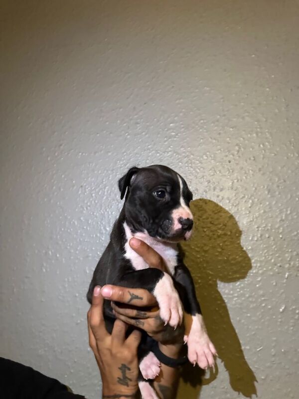 Puppies for sale - Image 5 of 6
