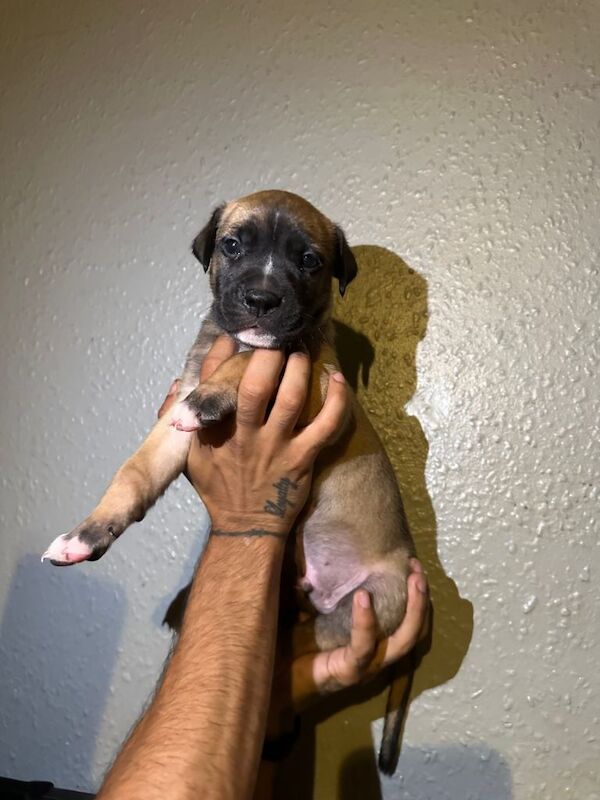 Puppies for sale - Image 6 of 6