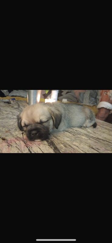 Puppies, pocket bully for sale in Hale, Greater Manchester