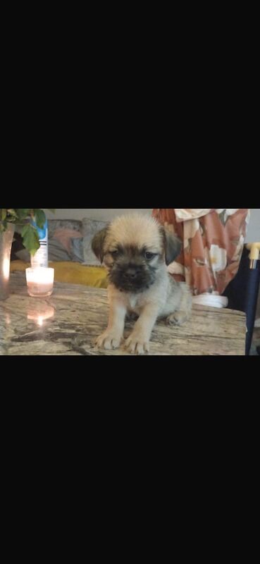 American Bulldog puppies for sale in Hale, Greater Manchester – 8 months old - Image 2 of 3