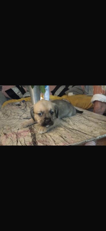 Puppies, pocket bully for sale in Hale, Greater Manchester | Image 3