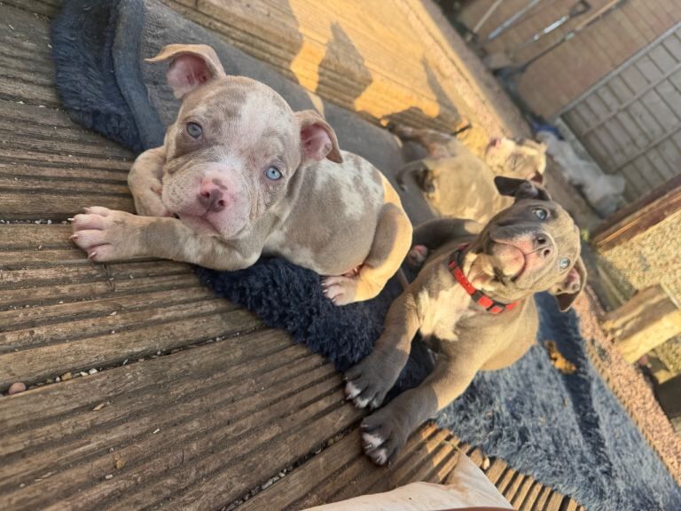 Puppies READY NOW!! reduced