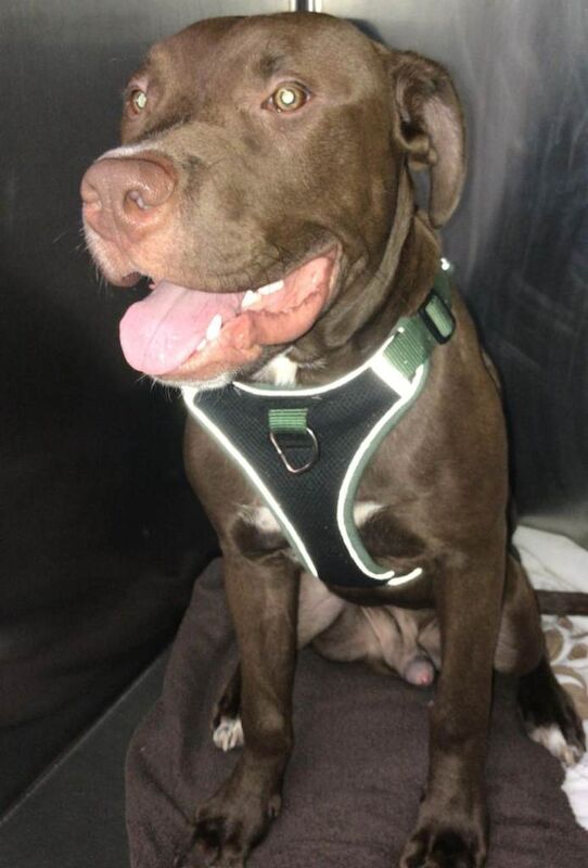 American Bulldog puppies for sale in Hackney, Greater London – 9 months old