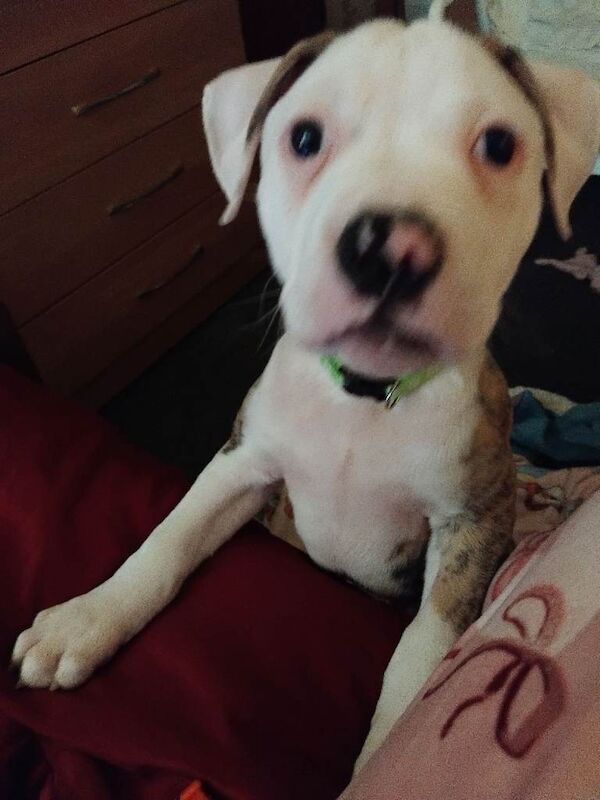 American Bulldog Puppies For Sale Under £1,000