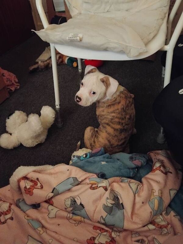 American Bulldog puppies for sale in Southport, Merseyside – 11 weeks old - Image 2 of 3