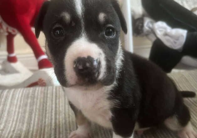 Puppy for sale in Gillingham, Dorset - Image 1