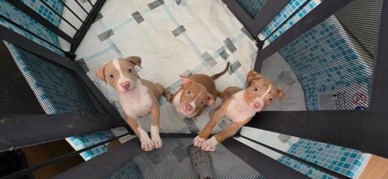 Puppy girls
