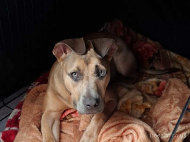 American Bulldog puppies for sale in Fulham, Greater London – 1 year old - Image 2 of 2