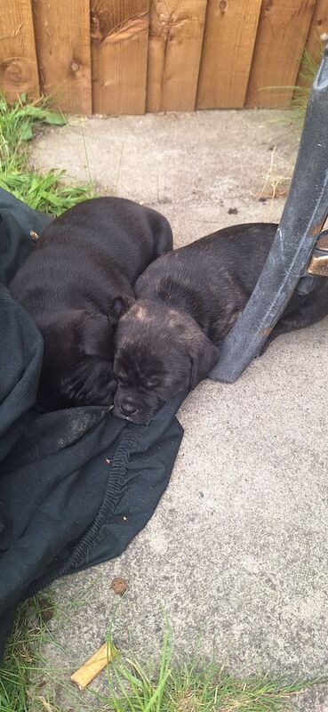 American Bulldog puppies for sale in Calverton, Nottinghamshire – 5 weeks old