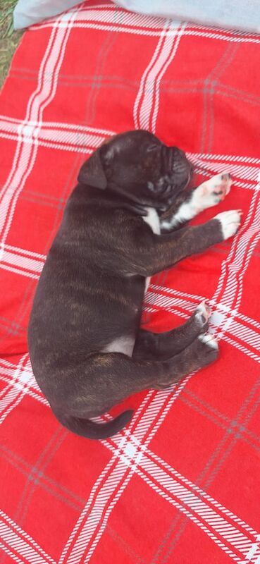 American Bulldog puppies for sale in Calverton, Nottinghamshire – 5 weeks old - Image 2 of 3