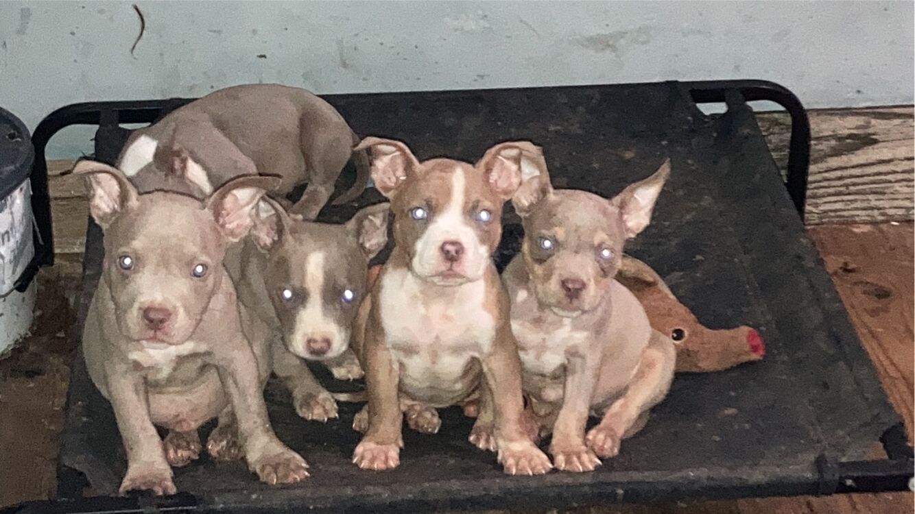 Puppy pocket bullys for sale in Wolverhampton, West Midlands | Image 2