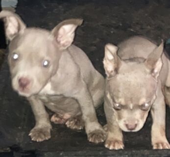 Puppy pocket bullys for sale in Wolverhampton, West Midlands | Image 3