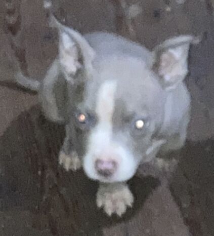 Puppy pocket bullys for sale in Wolverhampton, West Midlands | Image 4