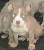 American Bulldog puppies for sale in Wolverhampton, West Midlands – 1 year old - Image 5 of 5