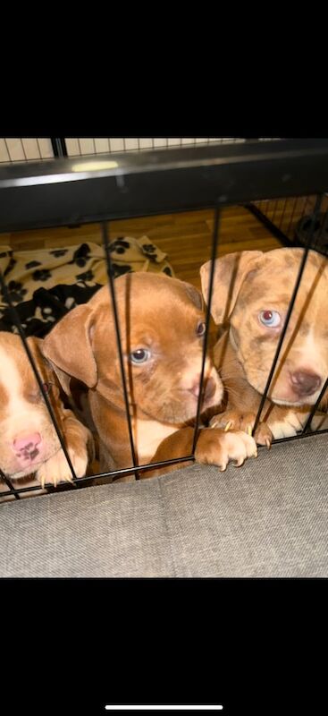 American Bulldog puppies for sale in Whitburn, West Lothian – 11 weeks old
