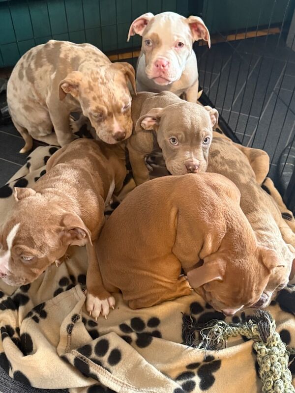 American Bulldog puppies for sale in Whitburn, West Lothian – 11 weeks old - Image 2 of 3