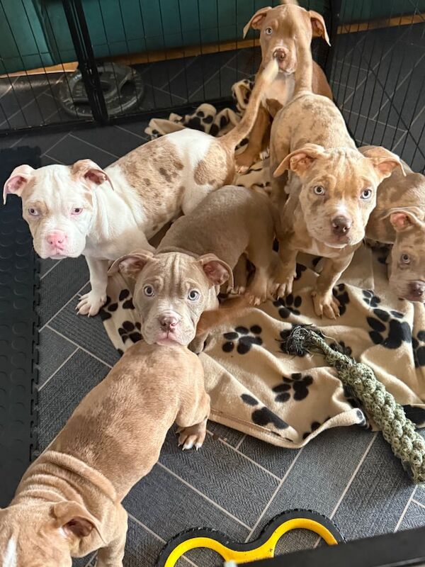 American Bulldog puppies for sale in Whitburn, West Lothian – 11 weeks old - Image 3 of 3