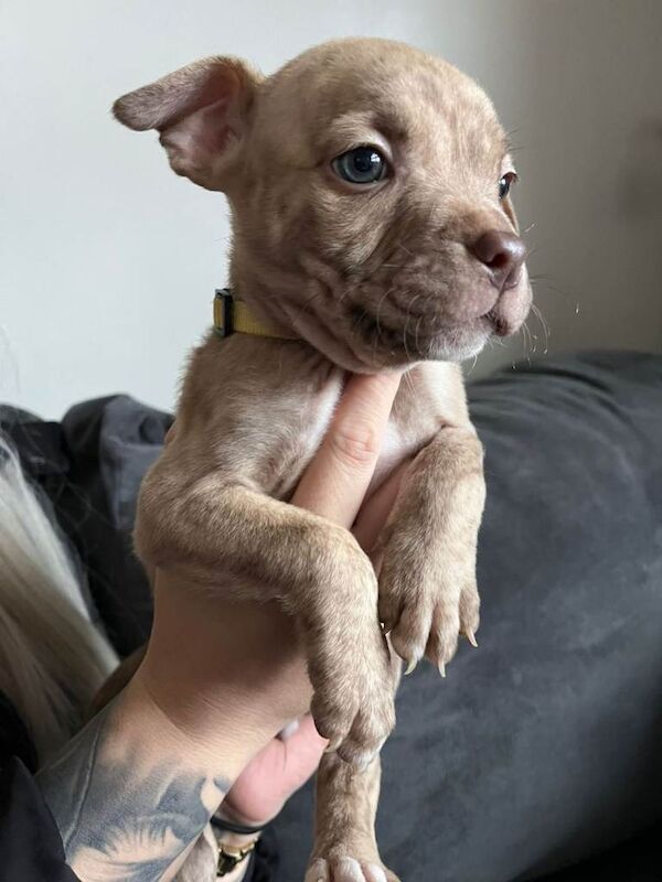 Puppys ready to leave - Image 2 of 6