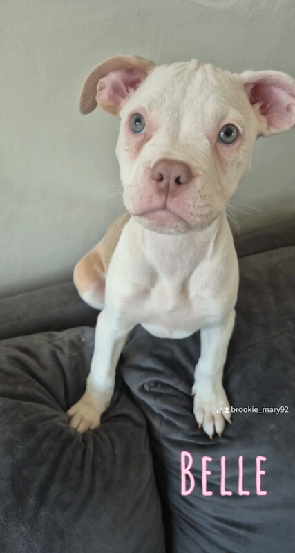 Puppys ready to leave - Image 3 of 6