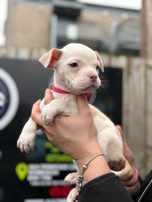 Puppys ready to leave - Image 4 of 6