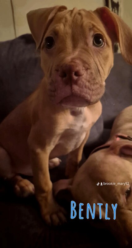 Puppys ready to leave - Image 5 of 6