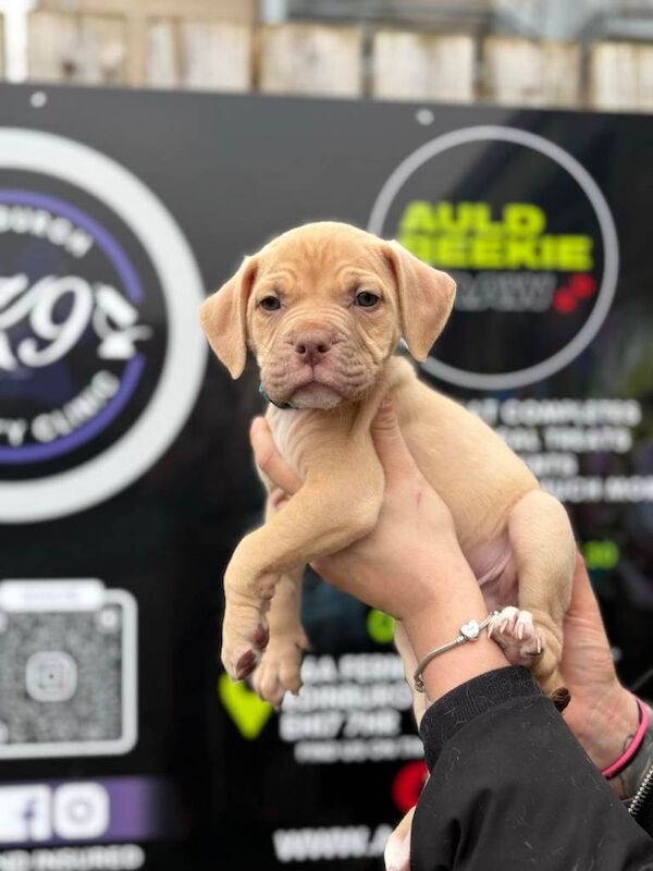 Puppys ready to leave - Image 6 of 6