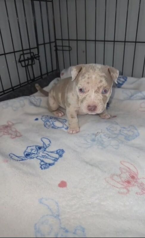 American Bulldog puppies for sale in Newtownabbey, County Antrim – KC registered, 5 weeks old