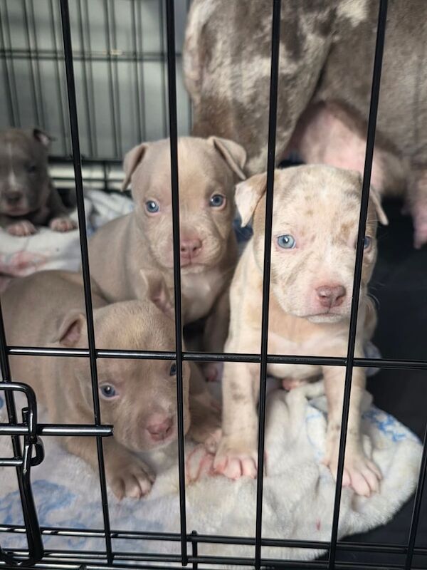 American Bulldog puppies for sale in Newtownabbey, County Antrim – KC registered, 5 weeks old - Image 2 of 3