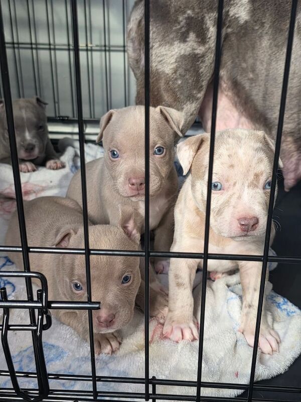 American Bulldog puppies for sale in Newtownabbey, County Antrim – KC registered, 5 weeks old - Image 3 of 3