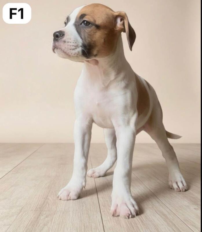 quality American Bulldog puppies