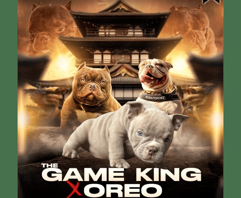 American Bulldog puppies for sale in Doncaster, South Yorkshire – 1 year old - Image 1 of 3