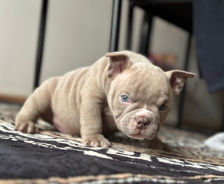 American Bulldog puppies for sale in Doncaster, South Yorkshire – 1 year old - Image 2 of 3