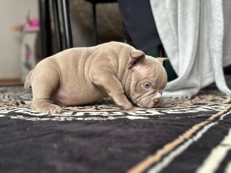 American Bulldog puppies for sale in Doncaster, South Yorkshire – 1 year old - Image 3 of 3