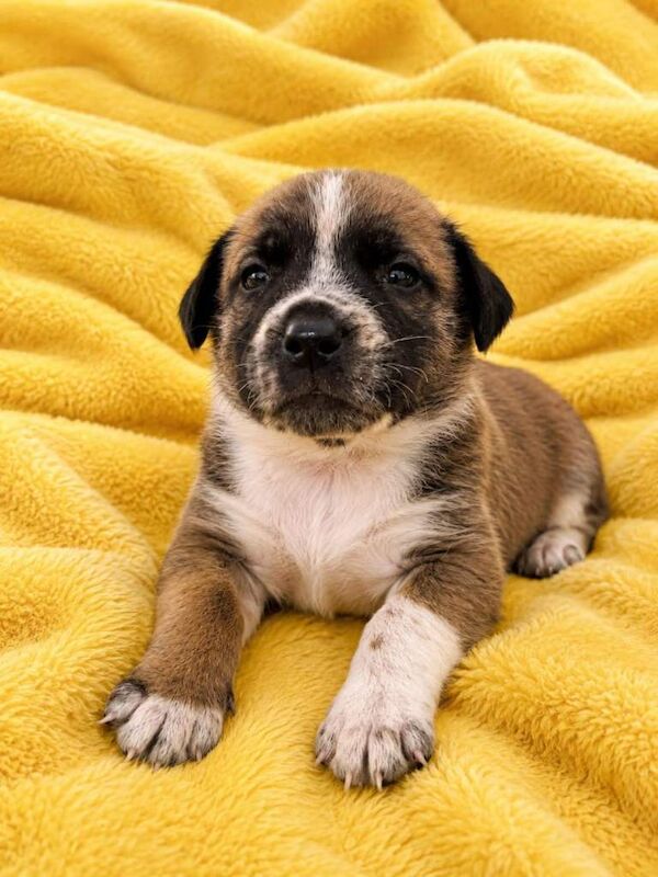 Rare Bull Herder puppies for sale