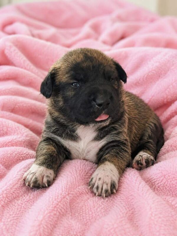 Rare Bull Herder puppies for sale - Image 2 of 5