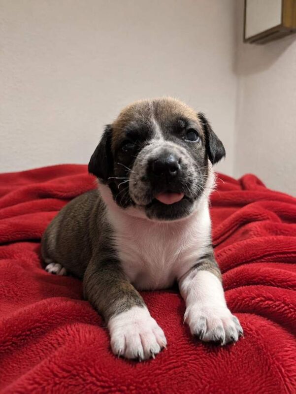 Rare Bull Herder puppies for sale - Image 3 of 5
