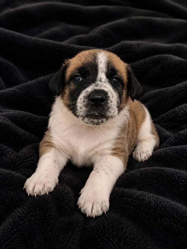Rare Bull Herder puppies for sale - Image 5 of 5