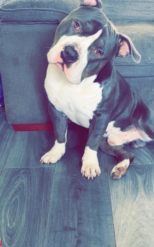 American Bulldog puppies for sale in Old Trafford, Greater Manchester – 2 years old - Image 3 of 3