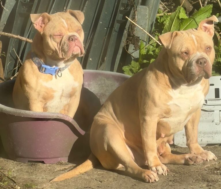 Rehoming my pocket bully - Image 2 of 4