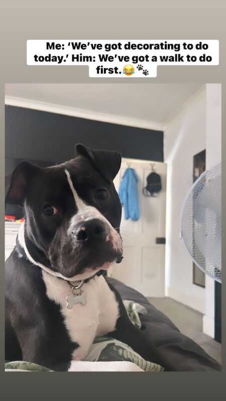 Rex American bull dog 11 month - boy