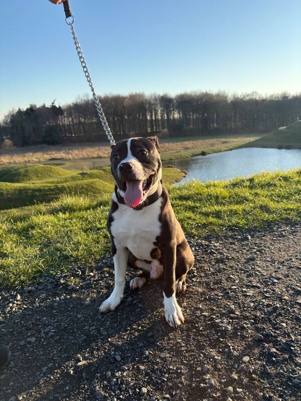 Rex American bull dog 11 month - boy - Image 2 of 3