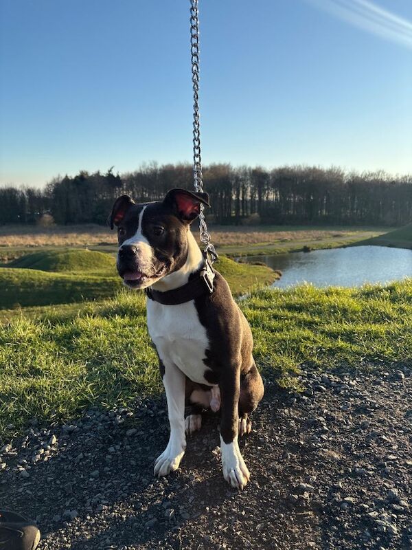 Rex American bull dog 11 month - boy - Image 3 of 3