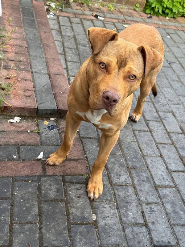 Ricco for sale in Romford, Greater London