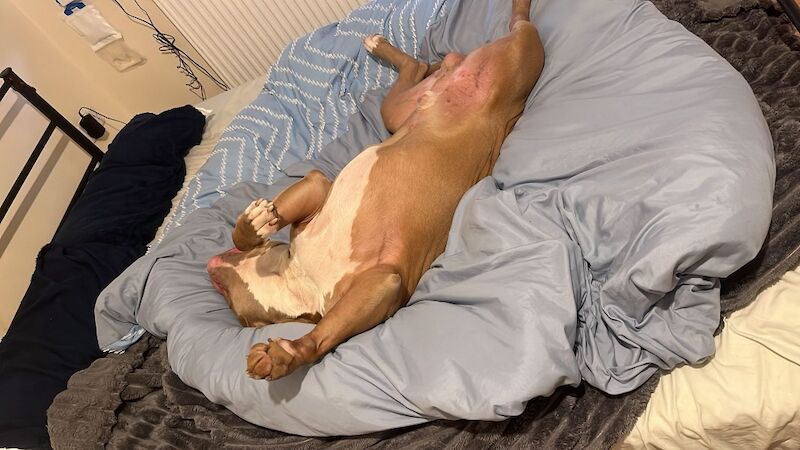 American Bulldog Dogs And Puppies For Adoption