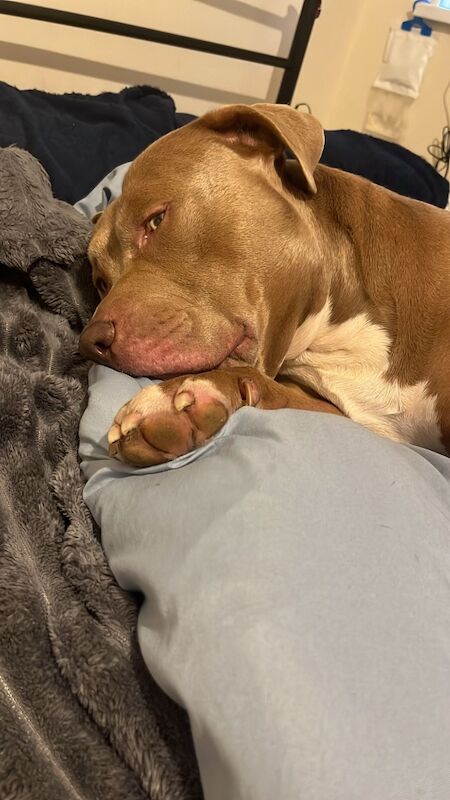 Roney - Image 3 of 7