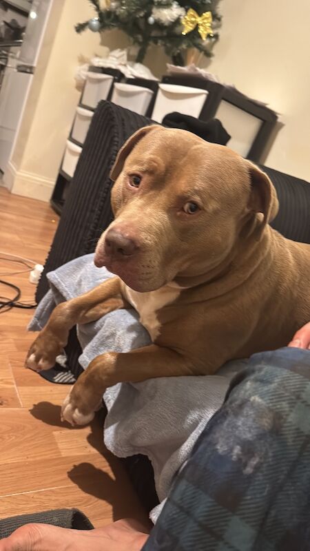 Roney - Image 4 of 7